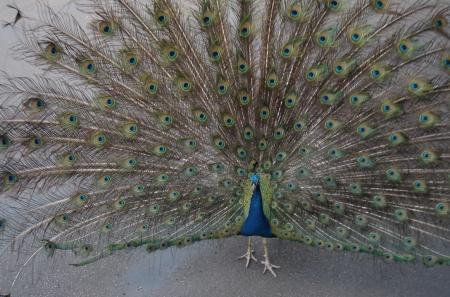 Peacock Usher