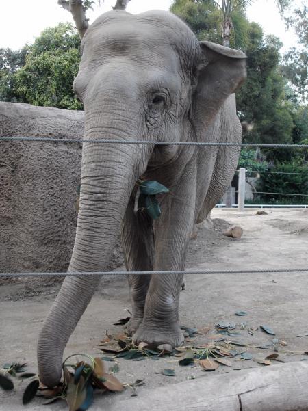 Elephant Snacking