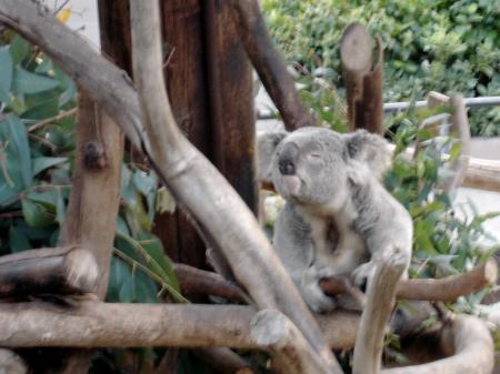 Squinting Koala